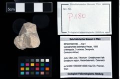 Foto (Objekt + Etikett) von Goniodromites bidentatus (Reuss, 1858)  (NHMW-GEO-2014-0194-0180)